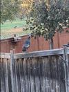 Mystery Backyard Bird