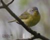 Nashville Warbler