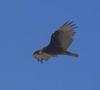 Turkey Vulture in flight