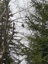 Bald Eagle in tree