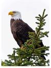 Bald Eagle in evergreen tree (stock photo from Dreamstime)