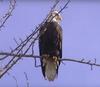 Southern Ontario Bald Eagle