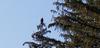 Bald Eagle in tree