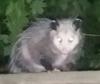 Our little Possum visitor 