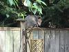 Toronto Opossum