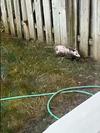 Opossum Visitor