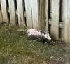 Oshawa Opossum