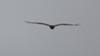 Mystery Bird