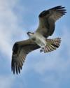 Osprey in Flight