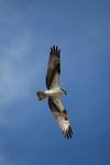 Osprey in flight