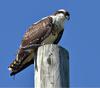 Osprey with fish