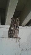 Owl in the barn