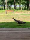 Peafowl visitor