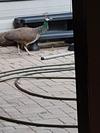 Peahen in yard in Kitchener