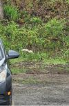 White Squirrel in Picton, Ontario