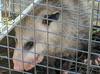 Captive Possum in Georgetown