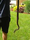 Port Ryerse Garter Snake