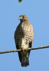 Is this a Broad Winged Hawk?