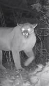 Trail-cam Cougar