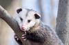 Portrait of a Possum