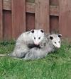 Possums in Upper Unionville area