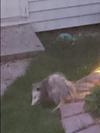Backyard Possum