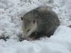 Possum in the Snow