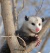 Ontario Possum