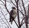Bird of Prey