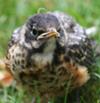 Baby Robin looking Anxious!