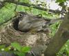 North American Robin on nest