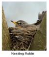 Mother Robin on her nest