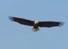 Ontario Bald Eagle