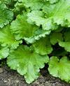 Growing Rhubarb