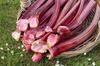 Harvesting Rhubarb