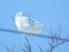 Male Snowy Owl