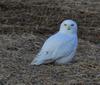 Snowy Owl near Clinton, Ontario