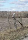 Snowy Owl