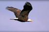 Soaring Ontario Bald Eagle