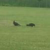 Turkey Vultures