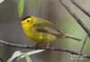 Wilson's Warbler