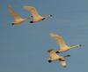 Tundras in flight, Ontario