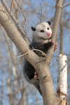 Possum, also called the Virginia Opossum
