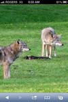 Here they are seen snacking on somebody's pet cat