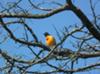 Baltimore Oriole