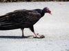 Turkey Vulture