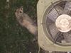 Possum living under Air Conditioner!