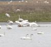 Swans gathering