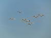 Tundra Swans heading north