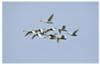 Tundra Swans in flight